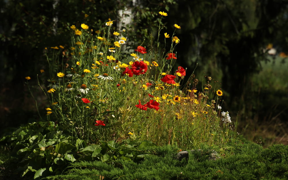 昼間は緑の芝生に赤と黄色の花