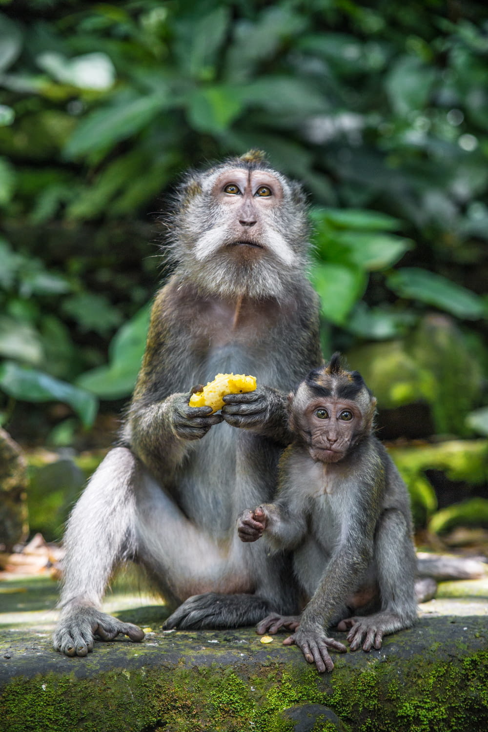 brown monkey eating banana during daytime