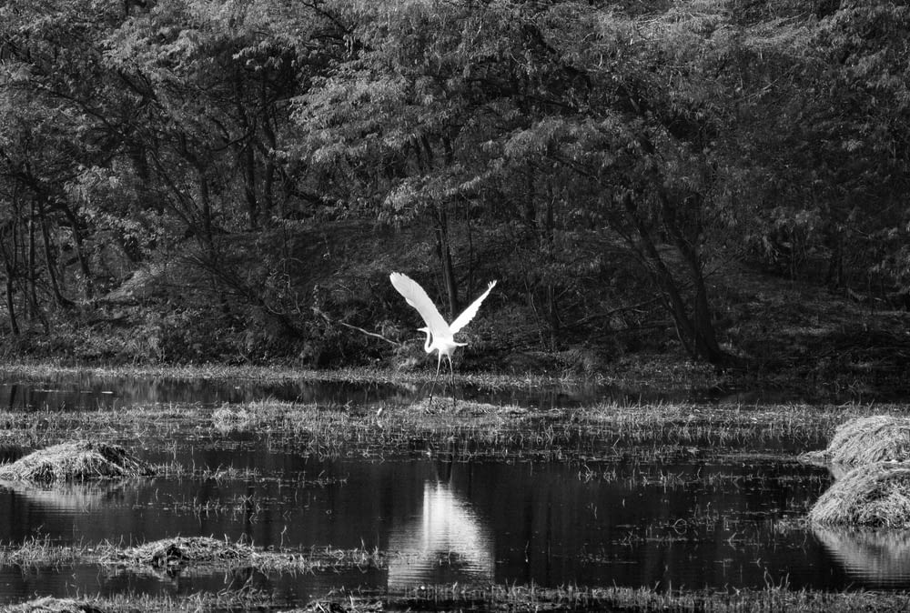 white bird flying over lake
