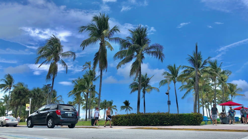 black suv parked near palm trees during daytime