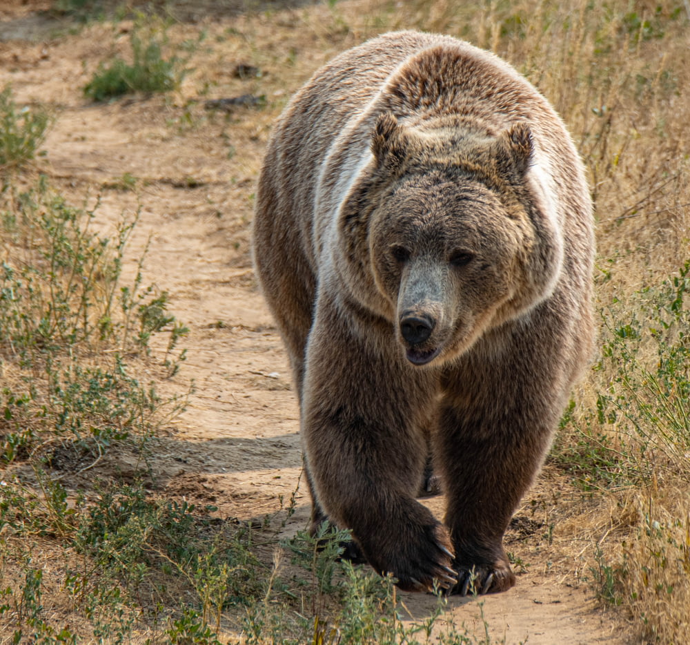 brown bear walking on brown field during daytime