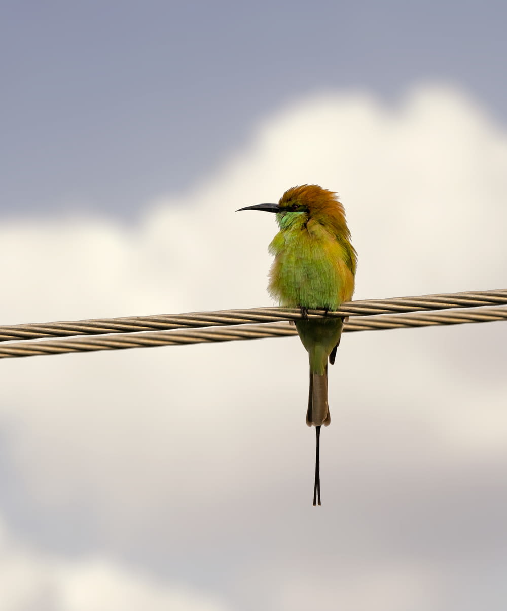 green and brown bird on brown rope