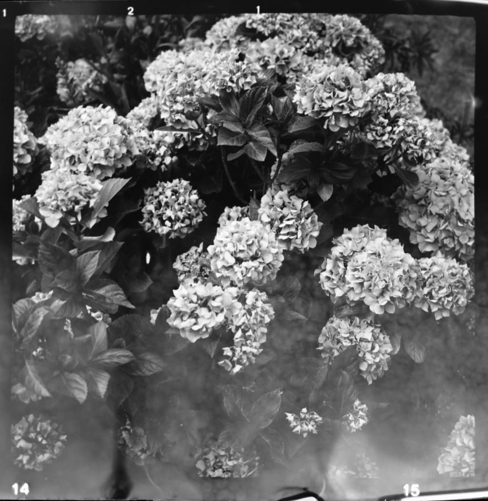 grayscale photo of flowers in bloom