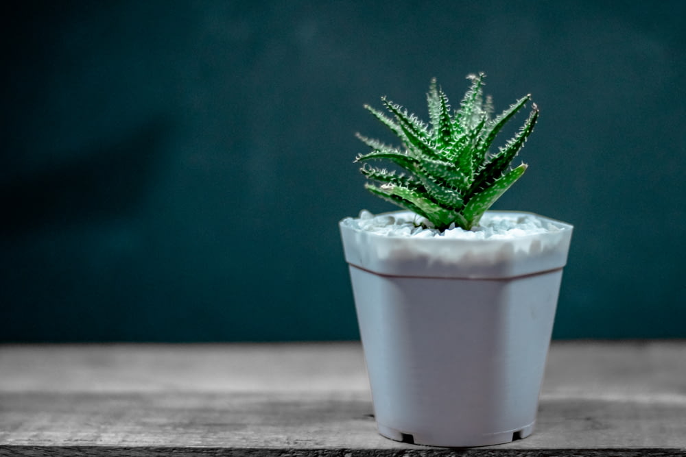 green plant in white pot