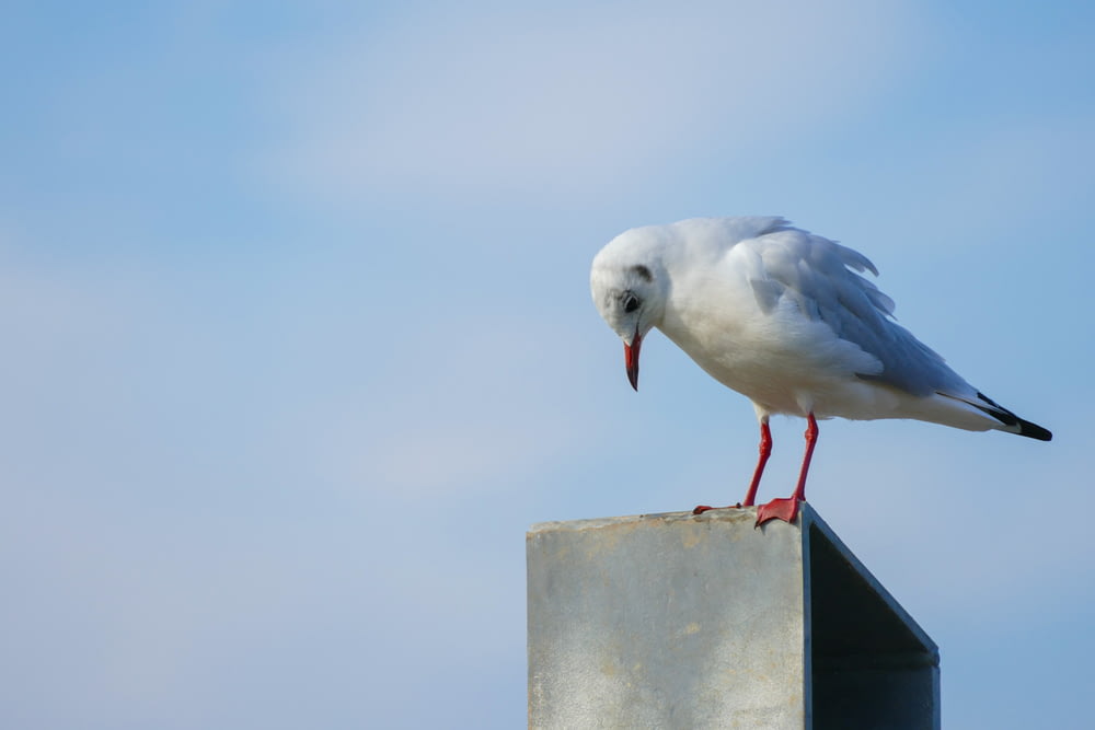 white bird on gray concrete post during daytime