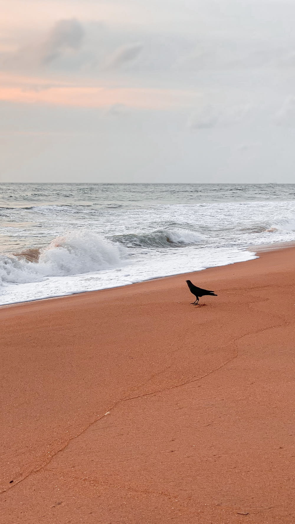 pájaro negro en la arena marrón cerca de las olas del mar durante el día