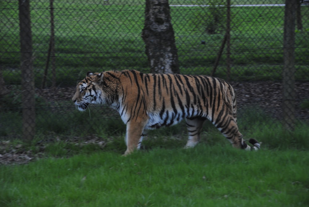 tiger walking on green grass field during daytime