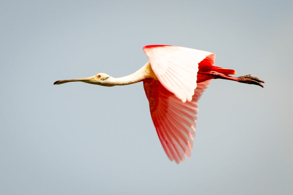 uccello bianco e rosa dal becco lungo