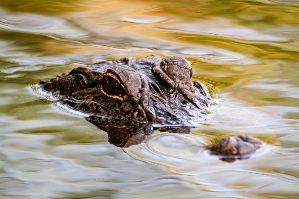 crocodile in water during daytime