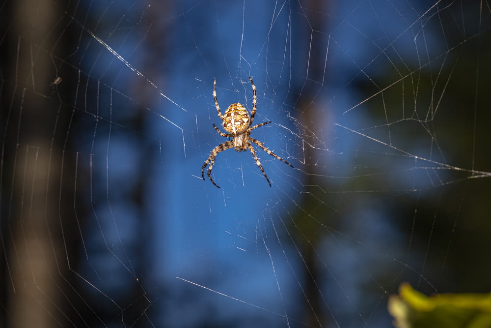 aranha marrom na teia de aranha na fotografia de perto durante o dia