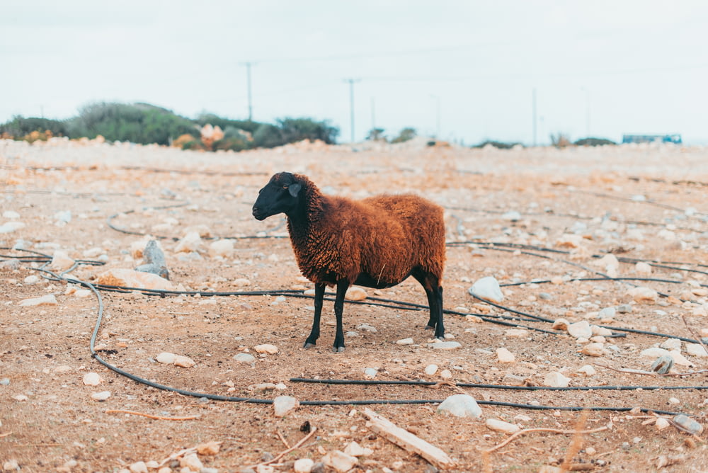 brown and black sheep on brown dirt field during daytime