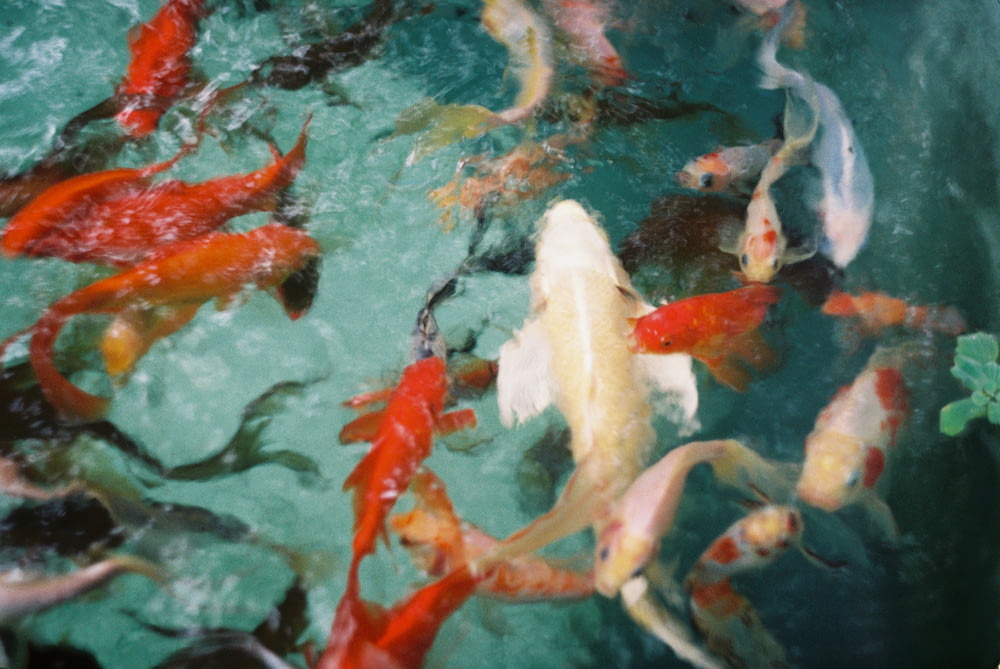 school of koi fish in water