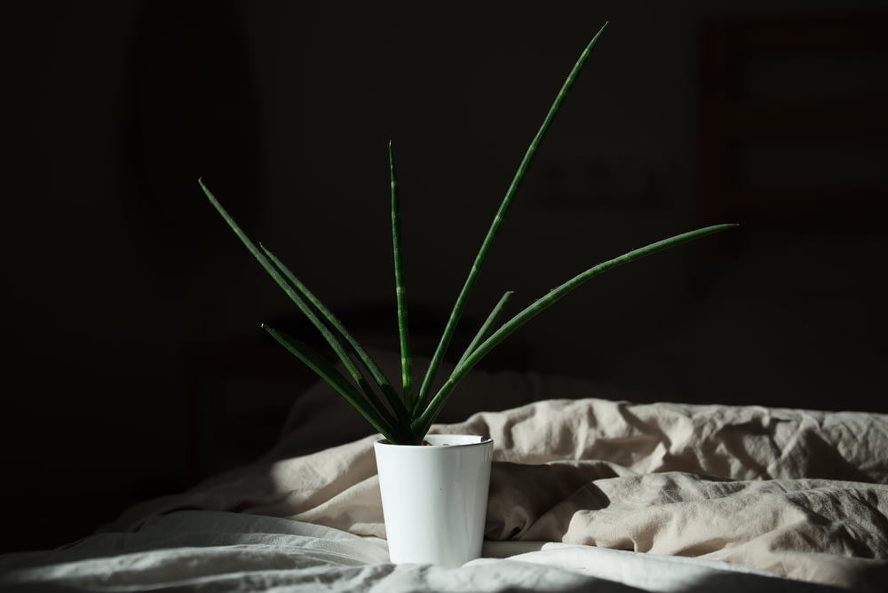 green plant in white pot