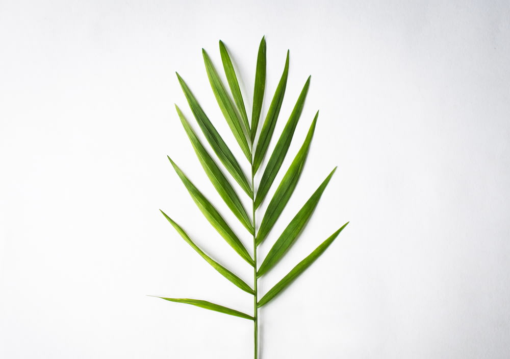 흰색 바탕에 녹색 잎 식물