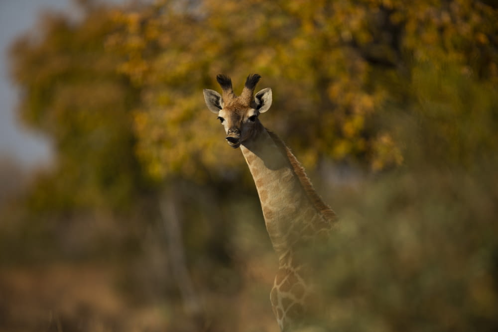 brown giraffe in the forest during daytime