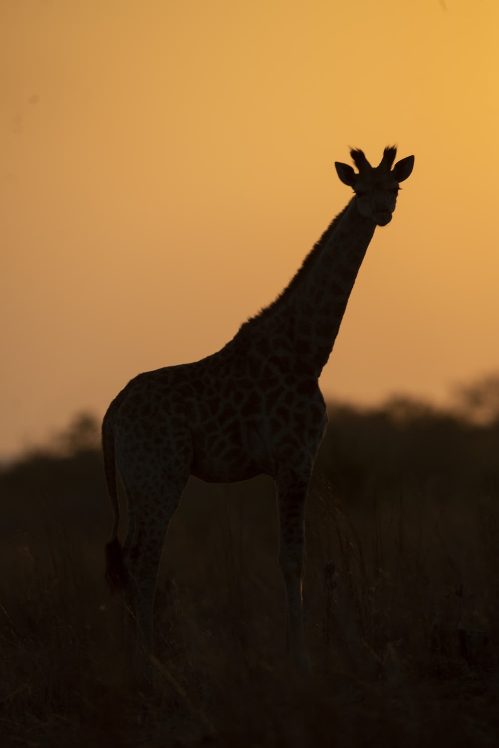 giraffe standing on brown grass during sunset