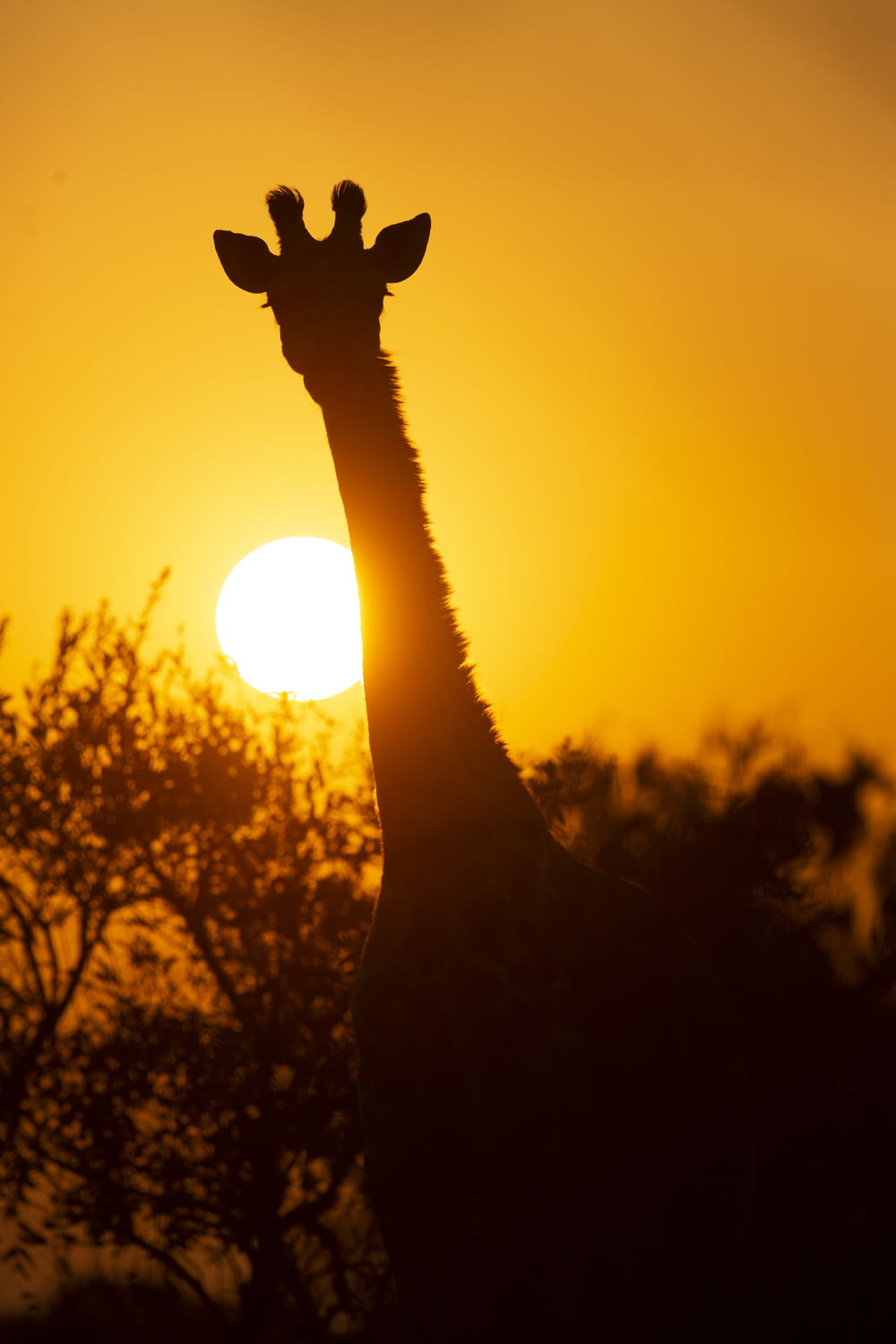 silhouette of person raising both hands during sunset