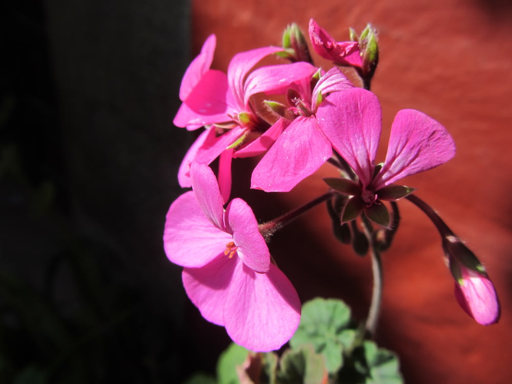 pink flower in brown pot