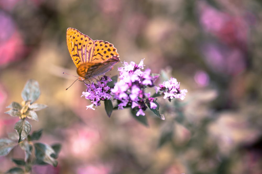 a small butterfly sitting on a purple flower