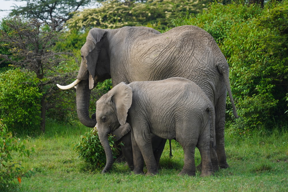 Zwei graue Elefanten tagsüber auf grünem Rasen