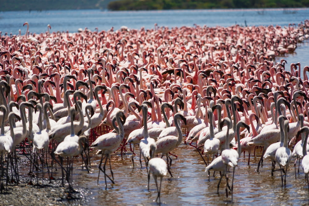 Weiße und rosa Flamingos auf Wasser während des Tages