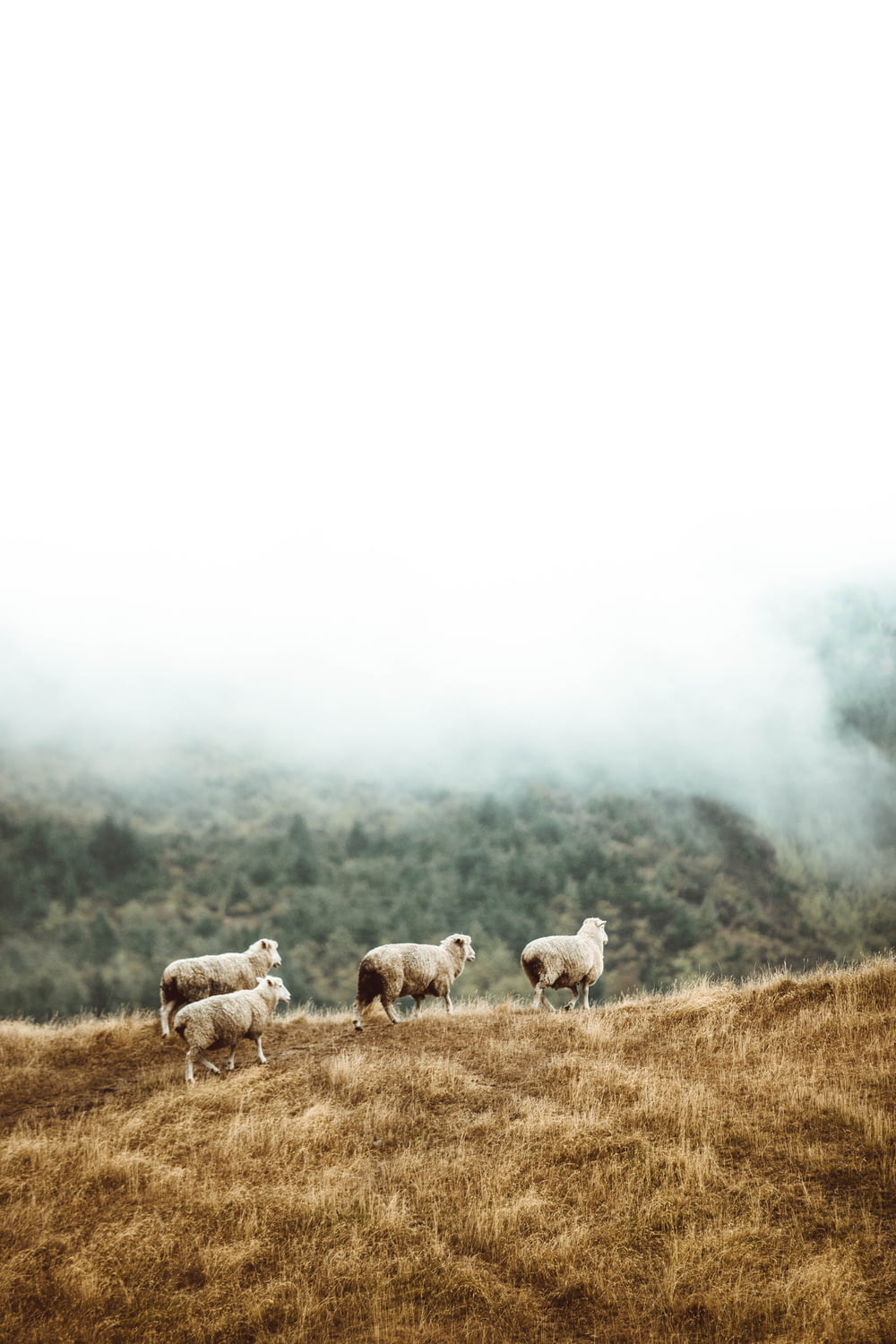 troupeau de moutons sur un champ d’herbe brune pendant la journée