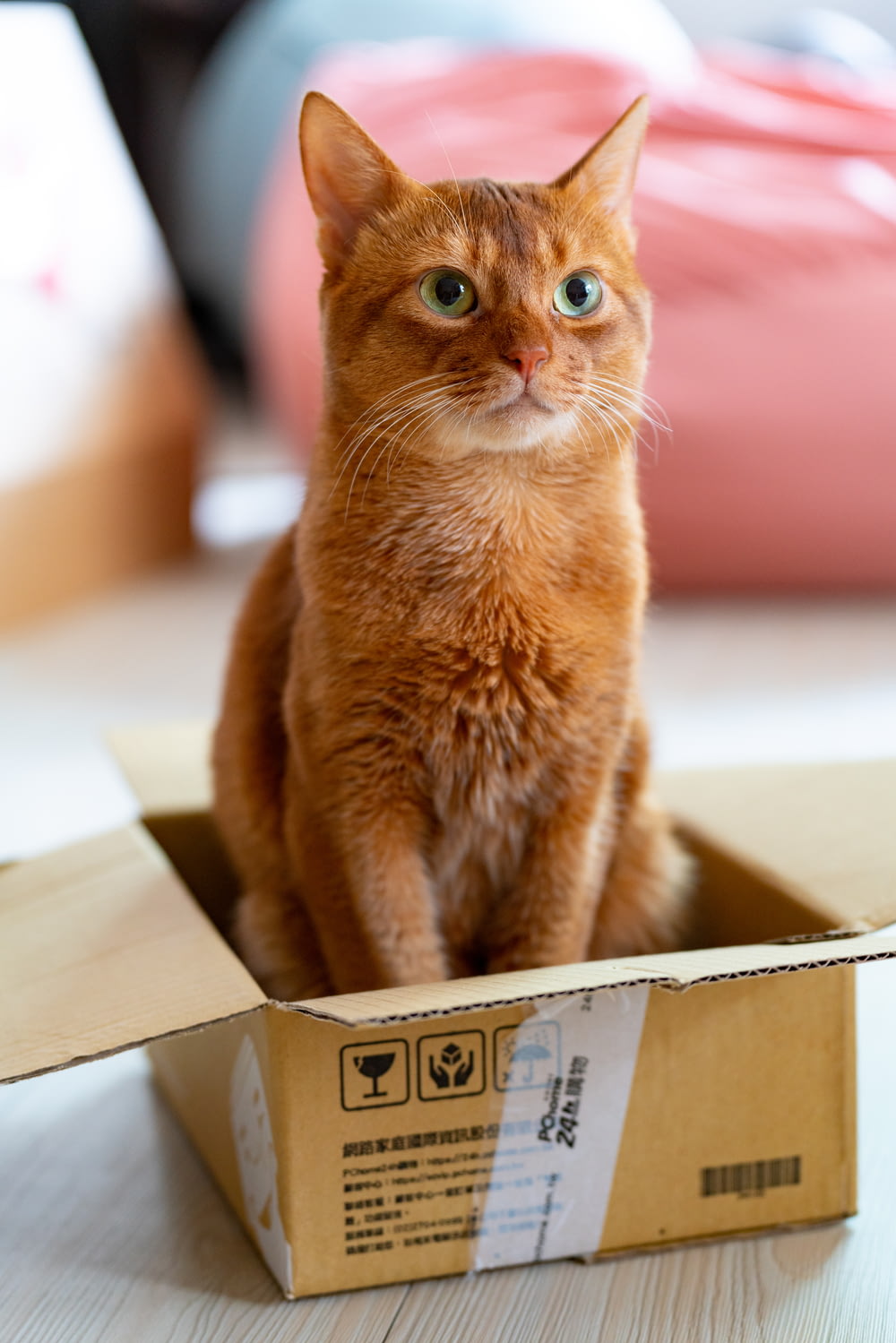 gato tabby laranja na caixa de papelão marrom