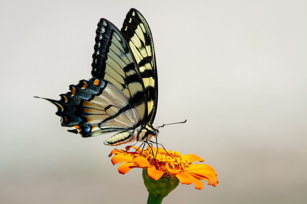 tiger swallowtail butterfly perched on yellow flower in close up photography during daytime