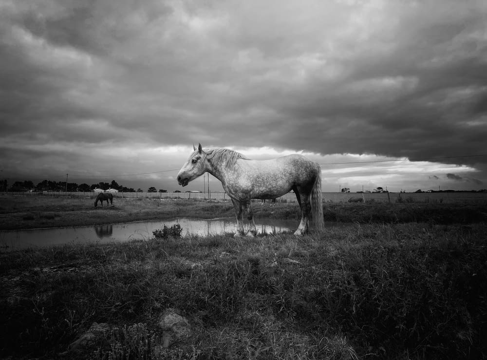 Ein weißes Pferd steht auf einem Feld neben einem Gewässer