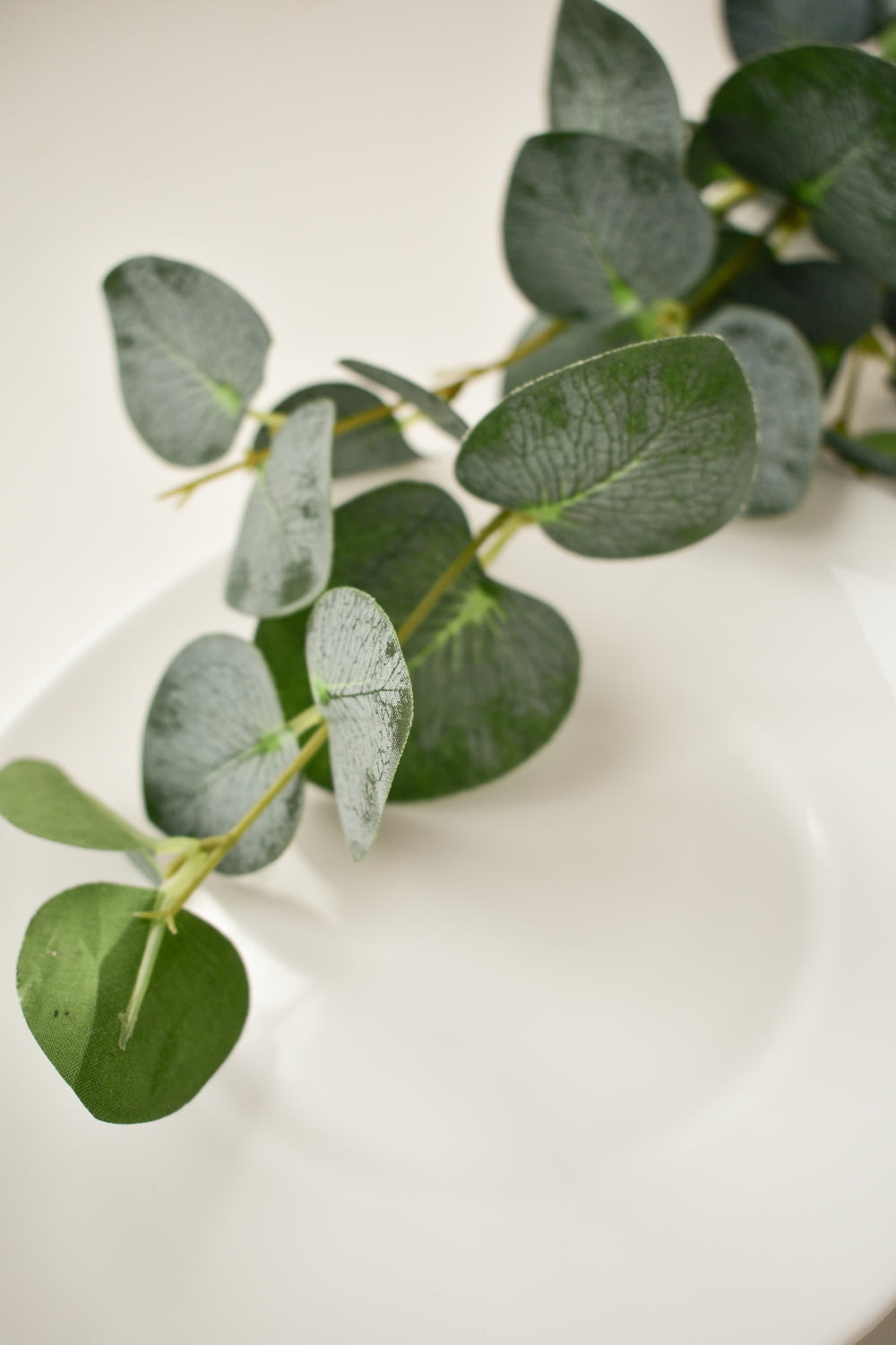 green leaves on white ceramic sink