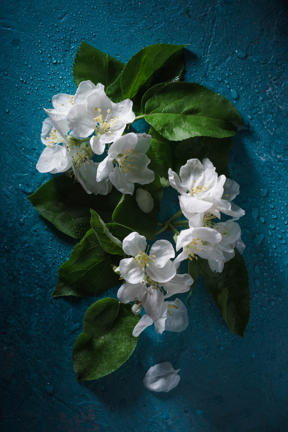 青い水域に白い花