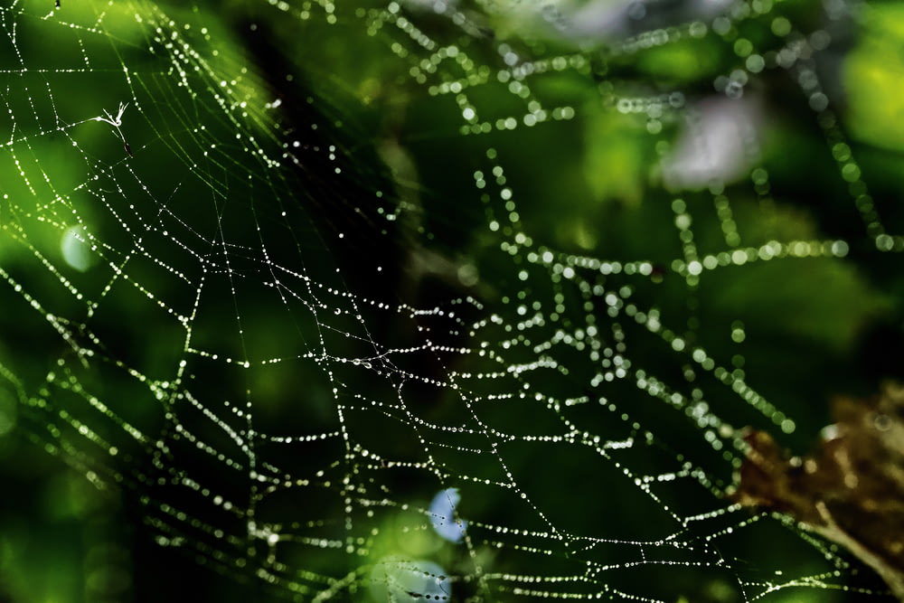 gotas de agua en la tela de araña en la fotografía de primer plano