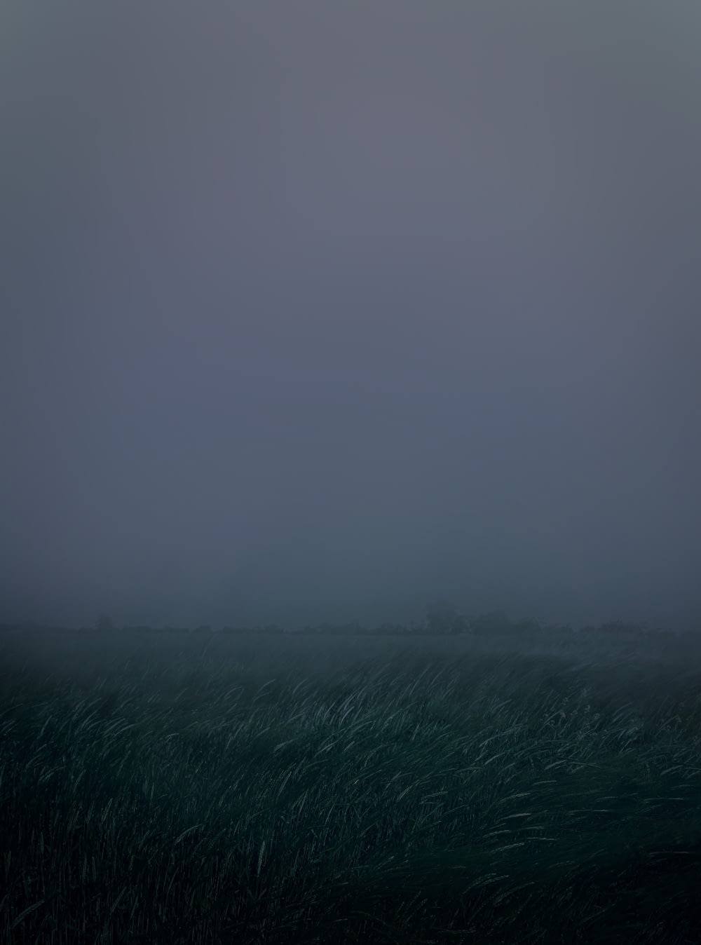 green grass field covered with fog