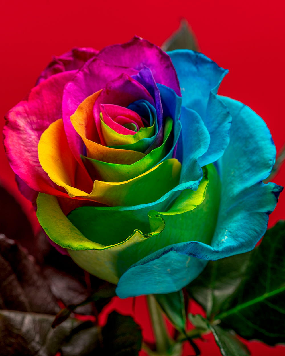 uma rosa colorida do arco-íris com um fundo vermelho