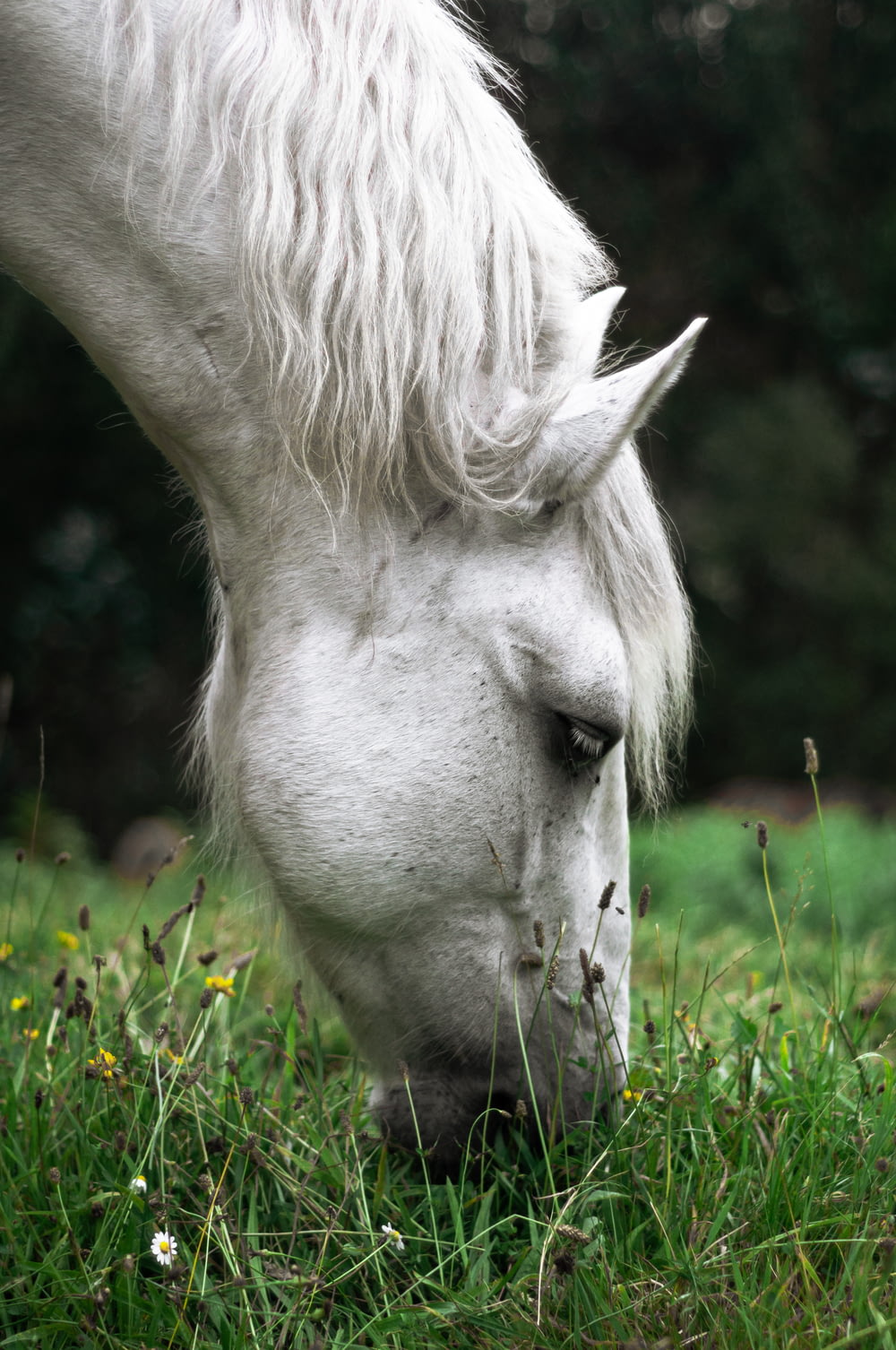 white horse eating grass during daytime