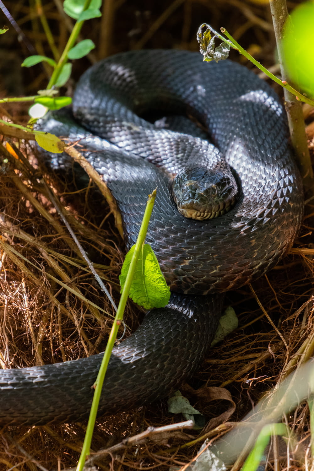 black and white snake on brown grass
