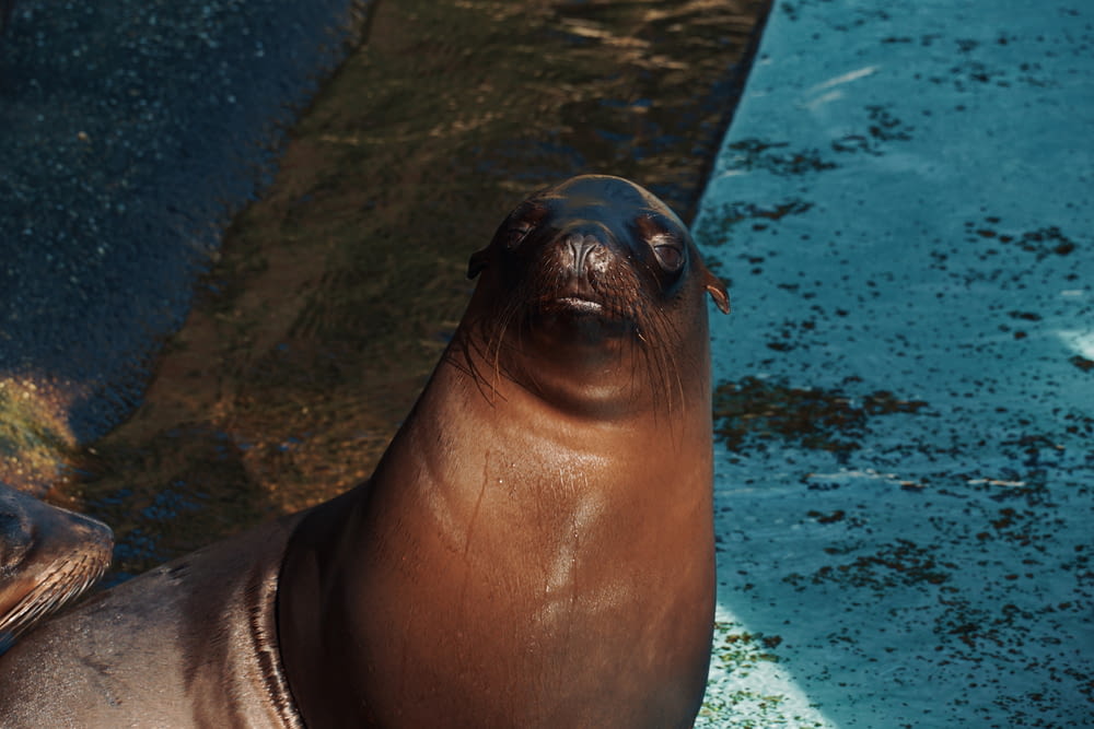seal in water during daytime