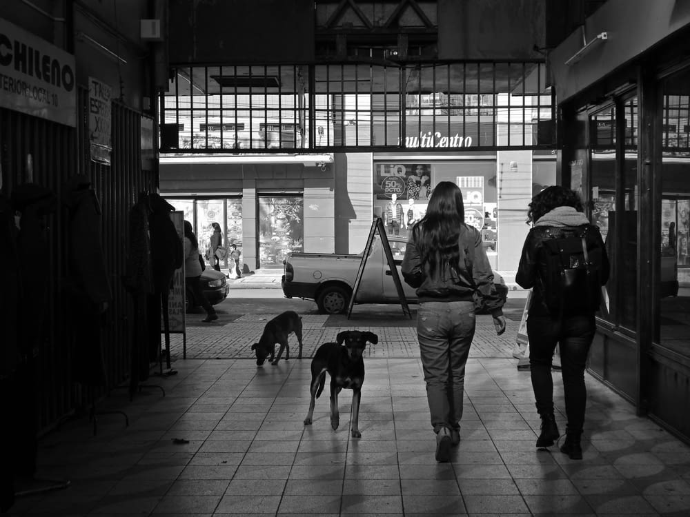 grayscale photo of people walking on sidewalk with dogs
