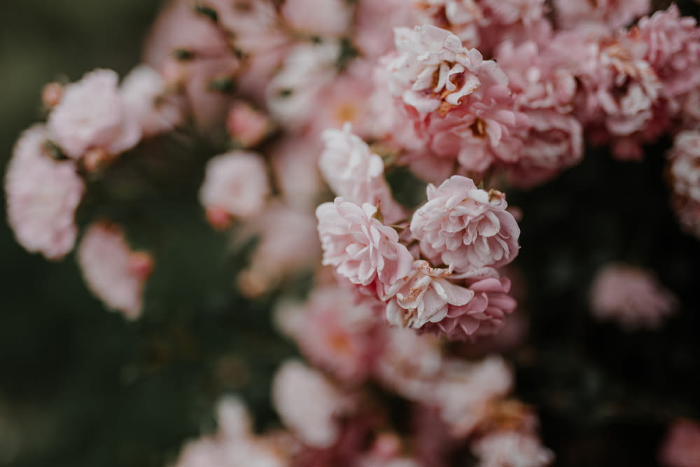 pink and white flowers in tilt shift lens