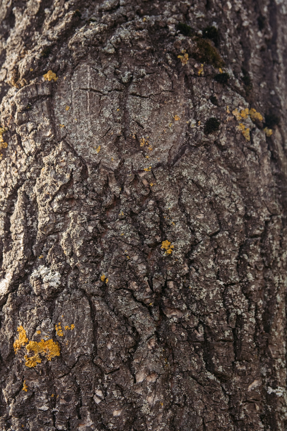 brown tree trunk with yellow leaves