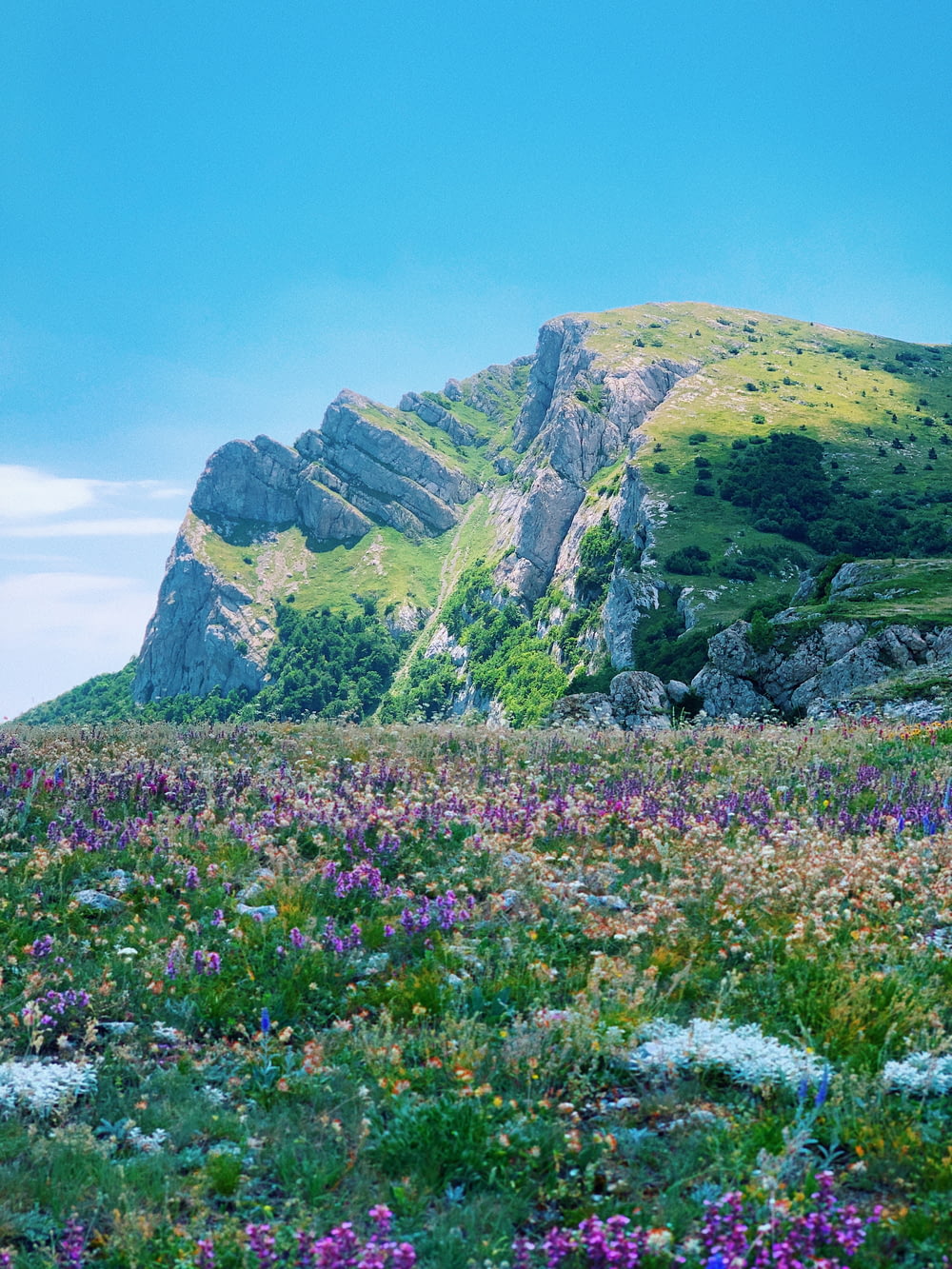 Campo de flores púrpuras cerca de montañas verdes y grises bajo el cielo azul durante el día
