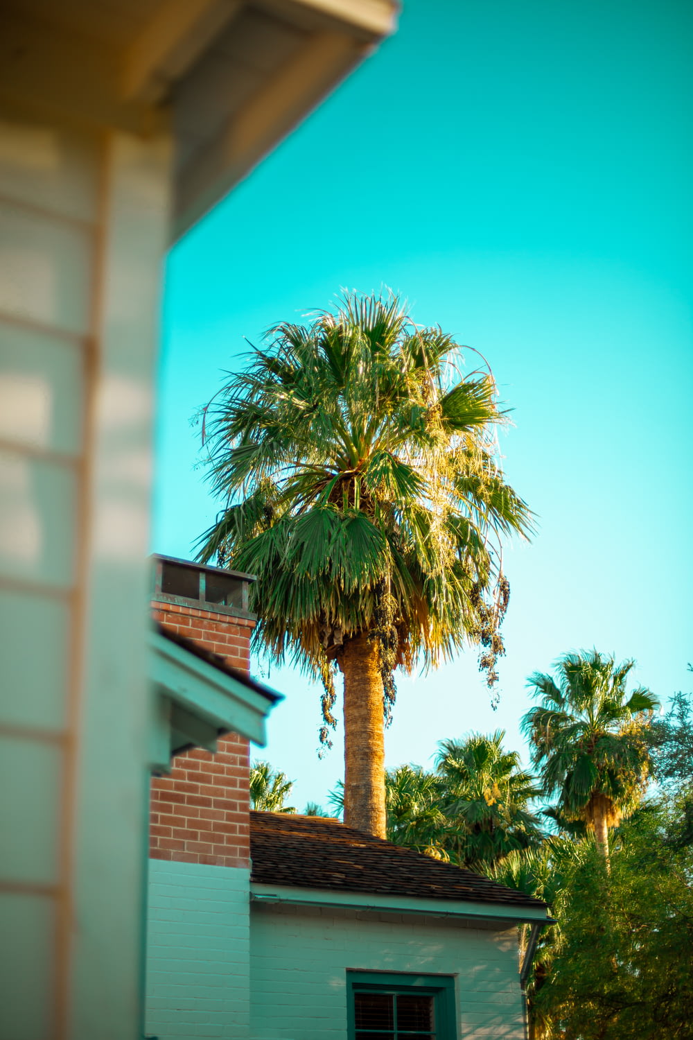 green palm tree near brown brick building during daytime