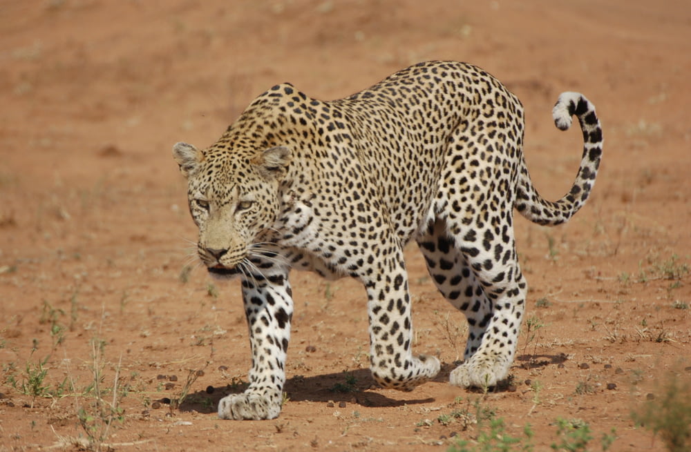 Leopardo caminando sobre tierra marrón