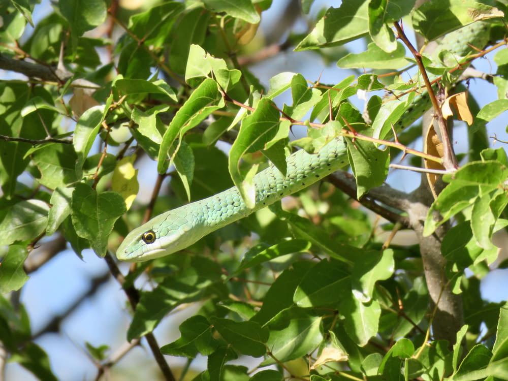 green snake on green leaves