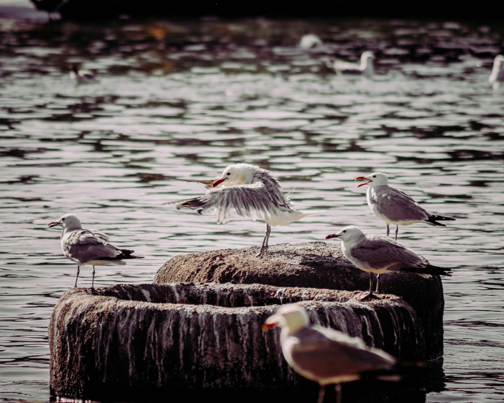 white and black birds on brown wooden log in water during daytime