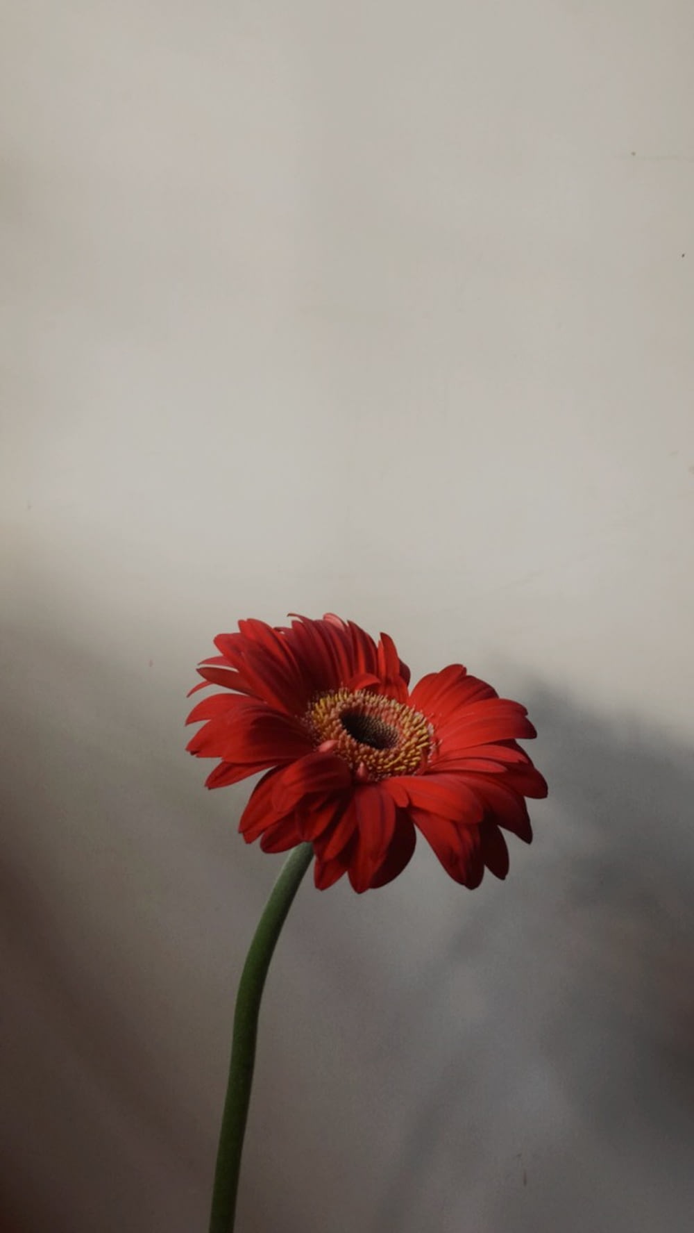 red flower in white background