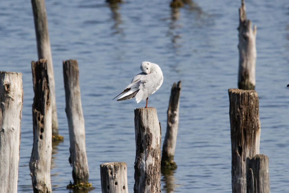 white and gray bird on brown wooden post during daytime