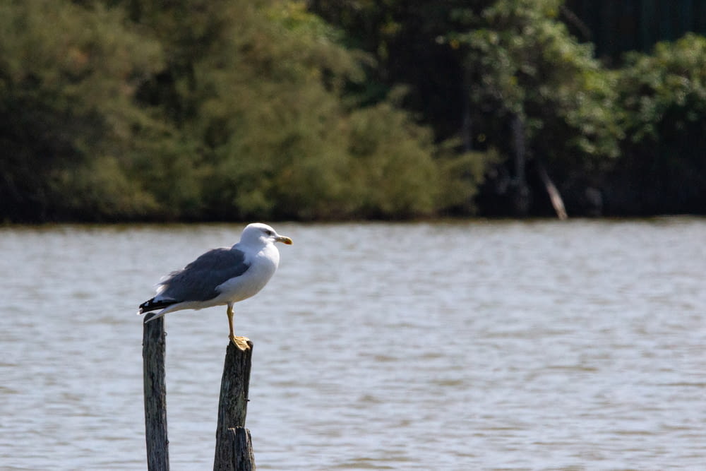 white and black bird on brown wooden post near body of water during daytime