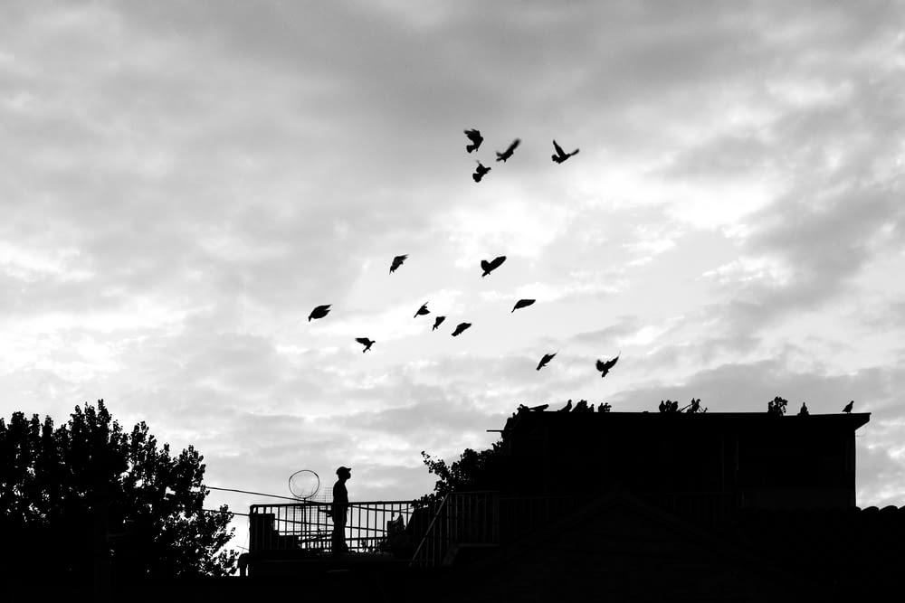 grayscale photo of flock of birds flying