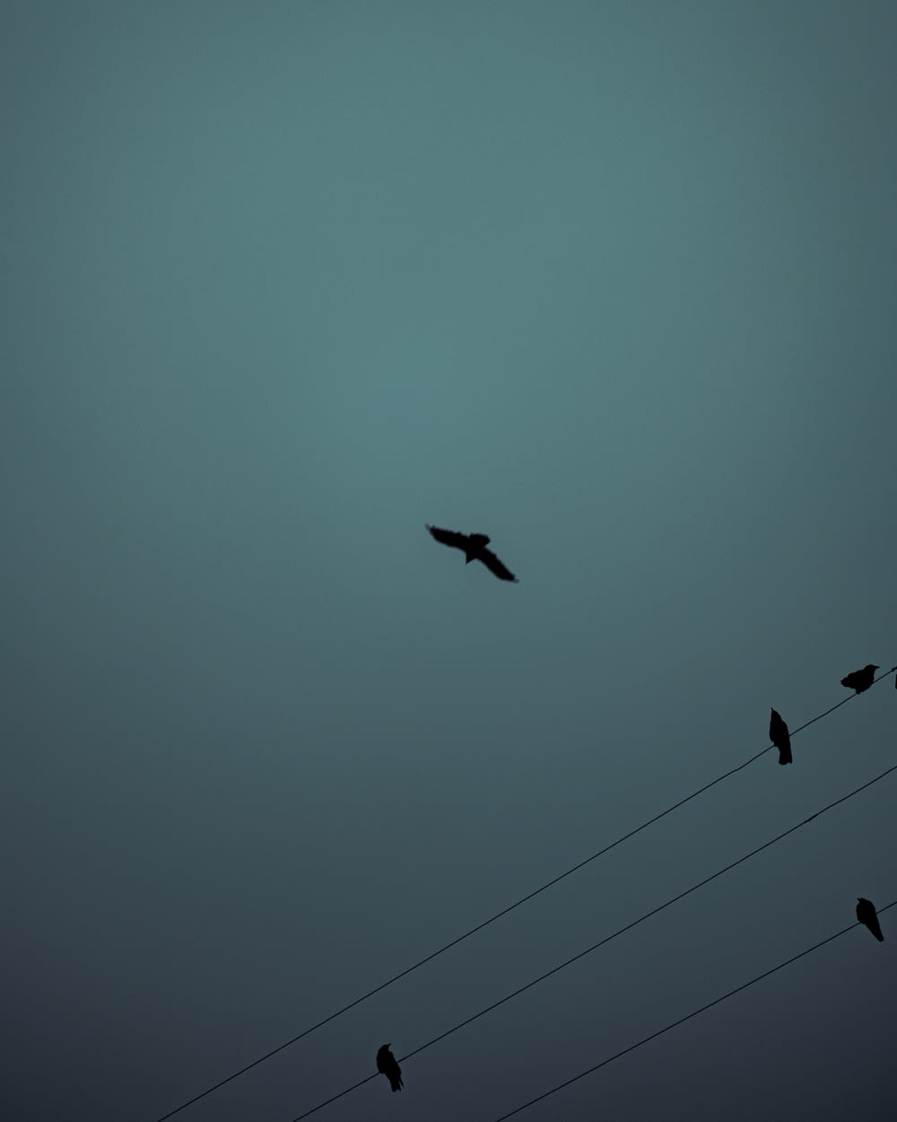 silhouette of bird flying during daytime